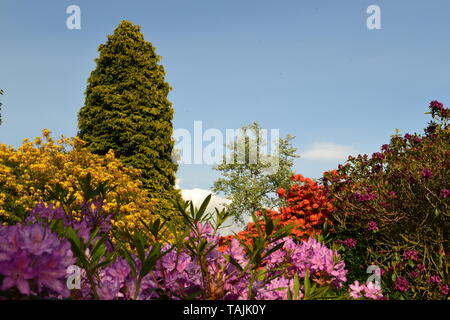 Vicarage giardino in collina ide, Kent, su di un bel pomeriggio di maggio. Azalee, Rododendri e cipresso. Ide Hill chiesa Kent è la chiesa più alta. Foto Stock