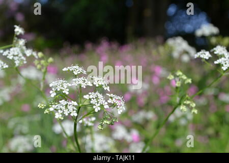 Fiori Selvatici, prevalentemente di mucca e prezzemolo campion, alla collina di IDE, Kent, metà maggio. Foto Stock