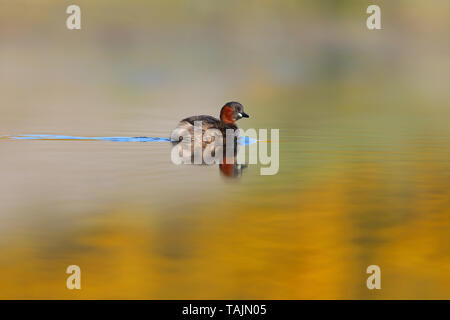 Un adulto piumaggio di allevamento Tuffetto (Tachybaptus ruficollis) su un lago nelle Midlands, England, Regno Unito Foto Stock