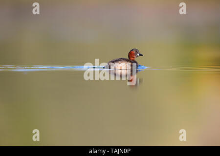 Un adulto piumaggio di allevamento Tuffetto (Tachybaptus ruficollis) su un lago nelle Midlands, England, Regno Unito Foto Stock