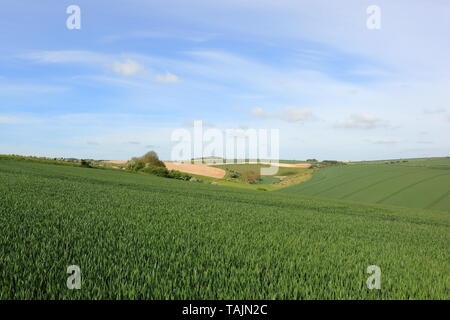 Il verde dei campi di grano in scenic paesaggio agricolo del Yorkshire wolds in primavera Foto Stock