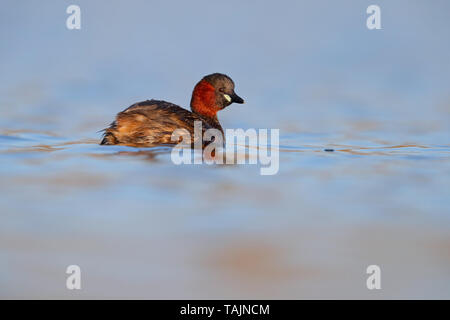 Un adulto piumaggio di allevamento Tuffetto (Tachybaptus ruficollis) su un lago nelle Midlands, England, Regno Unito Foto Stock