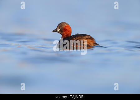 Un adulto piumaggio di allevamento Tuffetto (Tachybaptus ruficollis) su un lago nelle Midlands, England, Regno Unito Foto Stock