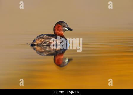 Un adulto piumaggio di allevamento Tuffetto (Tachybaptus ruficollis) su un lago nelle Midlands, England, Regno Unito Foto Stock