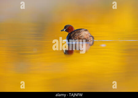 Un adulto piumaggio di allevamento Tuffetto (Tachybaptus ruficollis) su un lago nelle Midlands, England, Regno Unito Foto Stock