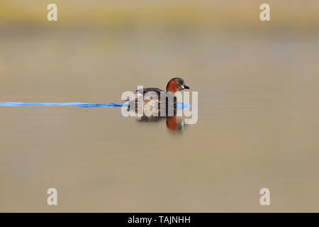 Un adulto piumaggio di allevamento Tuffetto (Tachybaptus ruficollis) su un lago nelle Midlands, England, Regno Unito Foto Stock