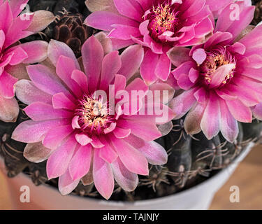 Macro di un insolito magenta mento nana fiore di cactus circondato da parti di 3 più di fiori Foto Stock