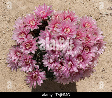 Un cluster di grandi dimensioni di fiori di colore rosa sedersi sulla cima di una molto grande mento nana cactus su uno sfondo di deserto di sabbia Foto Stock