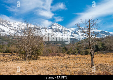 Montagne dalle vette innevate in Greco Alpi, snow-laden montagne della Grecia torre sopra i prati erbosi ancora in giallo dopo l'snowmelt. Foto Stock