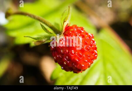 Macro close up luminoso e brillante selvaggio isolato rosso fragola (Fragaria vesca) frutti pendenti su un ramoscello con verde foglie sfocate Foto Stock