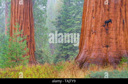 Alberi di sequoia (Sequoiadendron giganteum), Mariposa grove, Yosemite NP, California, USA, da Bill Lea/Dembinsky Foto Assoc Foto Stock