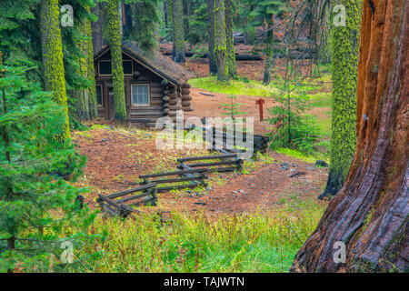 Alberi di sequoia (Sequoiadendron giganteum), Mariposa grove, Yosemite NP, California, USA, da Bill Lea/Dembinsky Foto Assoc Foto Stock