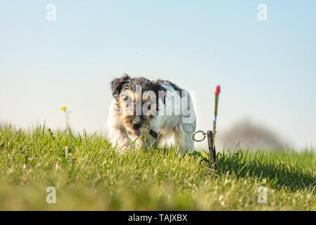 Carino Jack Russell Terrier cane è in attesa legata ad un gancio di terra nel prato Foto Stock