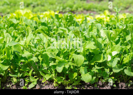 Fresca insalata verde nel suolo e pentole, fresca insalata verde nel suolo e pentole Foto Stock