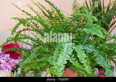 Nephrolepis exaltata - La Spada Fern - grandi foglie verdi di felce in una pentola nel negozio di fiori, serra. La foresta tropicale impianto Foto Stock