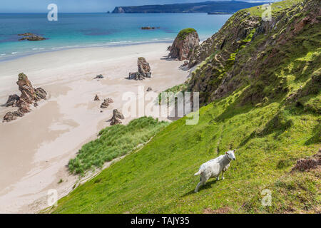 Pecore a Ceannabeinne sabbiosa spiaggia di Costa Atlantica vicino a Durness in Scozia Foto Stock