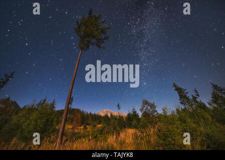 Via Lattea oltre Gerlachov picco con altezza albero in primo piano in Alti Tatra, Slovacchia. Foto Stock