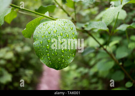 Gocce d'acqua sulla superficie di una foglia. Le gocce di pioggia bloccato alla foglia seguire le vene all'interno della foglia. Bokeh sfondo con abbondanza di spazio di copia. Foto Stock