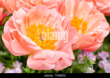 Peonia RHS Chelsea Flower Show 2019 Foto Stock