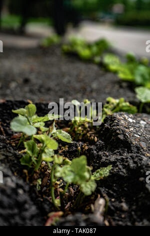 Piante verdi crescente dal crack in asfalto su strada, piccole piante verdi cresce attraverso la massa di asfalto, la potenza della natura Foto Stock