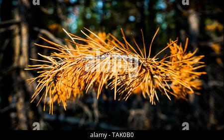 Giallo a secco di ramoscelli di pino su sfondo scuro, illuminate dalla luce del sole al tramonto Foto Stock