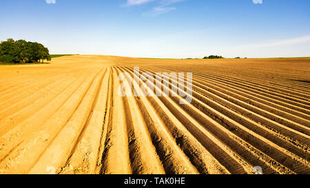 Il paesaggio agricolo, coltivazione di seminativi campo. Campo di patate dopo meccanizzato piantando. Campo di asparagi con impianto di irrigazione. Agricoltura lineare. Minsk Foto Stock