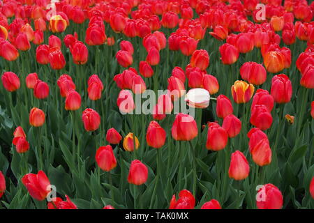 Rosso brillante tulipani sotto la pioggia al 2019 Ottawa Tulip Festival, Dow's Lake, Ottawa, Ontario, Canada. Foto Stock