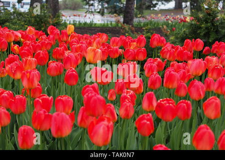 Rosso brillante letto di tulipani sotto la pioggia al 2019 Ottawa Tulip Festival, Dow's Lake, Ottawa, Ontario, Canada. Foto Stock