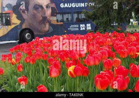 Un bus per la pubblicità delle Gauguin presentano presso la Galleria Nazionale tira in alto nella parte anteriore di un letto di tulipani sotto la pioggia al Canada Tulip Festival, 2019. Foto Stock