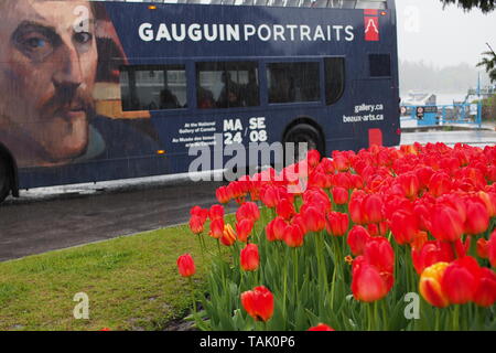 Un bus per la pubblicità delle Gauguin presentano presso la Galleria Nazionale tira in alto nella parte anteriore di un letto di tulipani sotto la pioggia al Canada Tulip Festival, 2019. Foto Stock