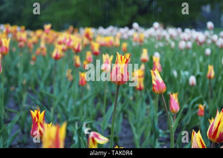 Red & tulipani gialli sotto la pioggia al 2019 Ottawa Tulip Festival, Dow's Lake, Ottawa, Ontario, Canada. Foto Stock