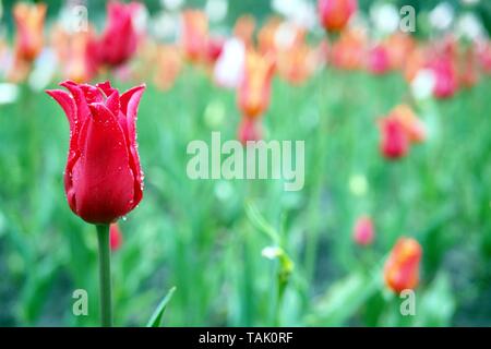 Delicato rosso tulip nella pioggia a 2019 Ottawa Tulip Festival, Dow's Lake, Ottawa, Ontario, Canada. Foto Stock