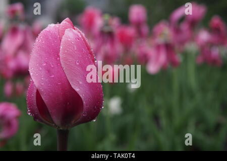 Tulipani rosa nella pioggia a 2019 Ottawa Tulip Festival, Dow's Lake, Ottawa, Ontario, Canada. Foto Stock