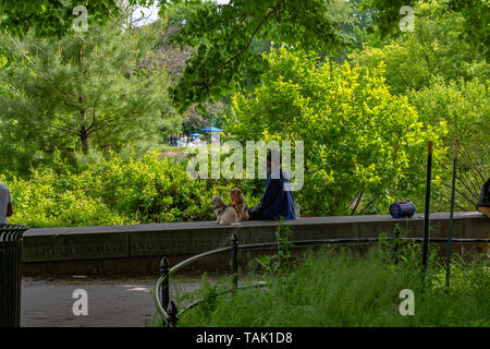 Americano africano e due cani di piccola taglia sono seduti nel parco Foto Stock