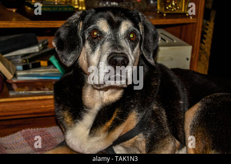 Beagle sdraiato sul pavimento Foto Stock