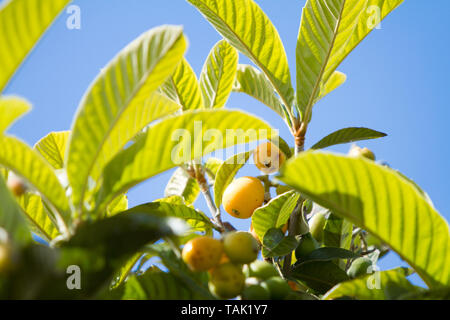 Gruppo di quasi mature e frutti loquats sull'albero tra le foglie sullo sfondo azzurro del cielo Foto Stock