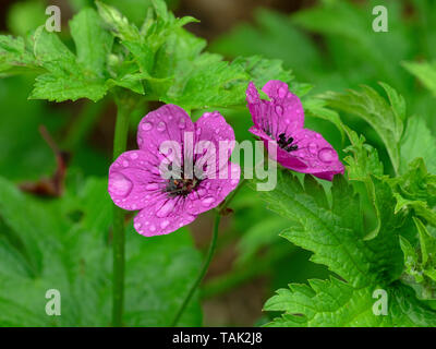 Geranio Procurrens in pioggia crescente in Norfolk Giardino Giugno Foto Stock