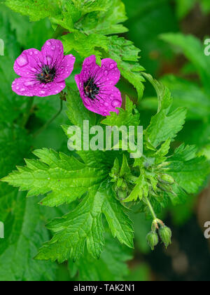 Geranio Procurrens in pioggia crescente in Norfolk Giardino Giugno Foto Stock