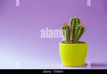 Piante succulente in una piccola pentola - isolato su viola. Foto Stock