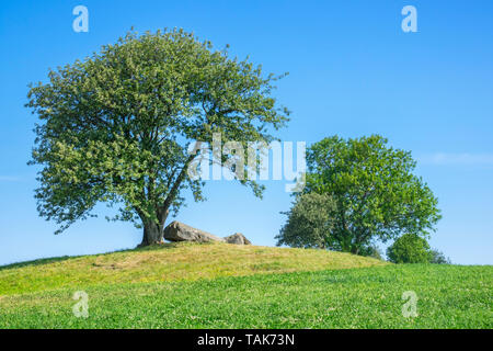 Albero su di una collina e una tomba di passaggio Foto Stock