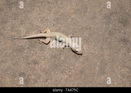 Immagini in primo piano di asia piccola lucertola morto. Foto Stock