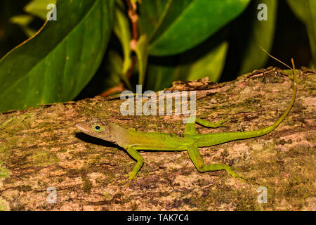 Santa Lucia (Anole Anolis luciae) Foto Stock