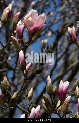 Le gemme su un albero di Magnolia Foto Stock