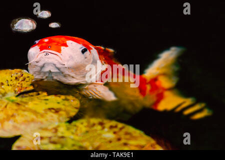 Burbero guardando grandi carpe koi pesce con tre bolle di acqua e piccolo pad Foto Stock