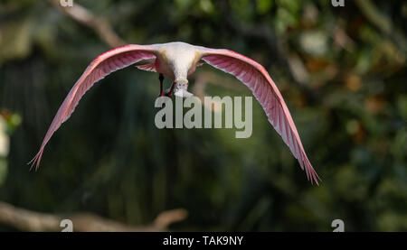 Roseate Spoonbill in Florida Foto Stock