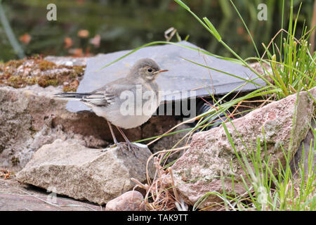 Un Pied Wagtail neonata arroccata su una roccia da un laghetto in giardino in attesa per la mamma per tornare con il cibo. Uno dei quattro uccellini nato nella primavera 2019. Foto Stock