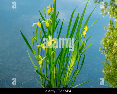 Chiudere l immagine di fiori freschi con riflessi nell'acqua. Close up Foto Stock