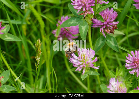 Hummel fliegt auf eine lila, violett farbener Wiesen Klee Blüte, auf einer Wiese Foto Stock