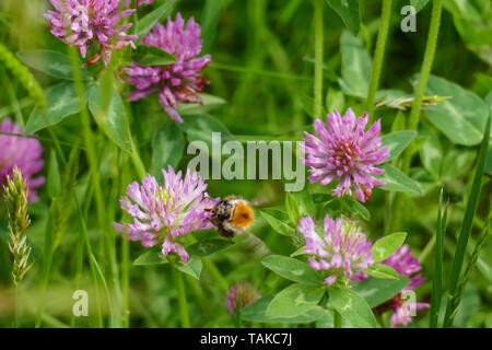 Hummel fliegt auf eine lila, violett farbener Wiesen Klee Blüte, auf einer Wiese Foto Stock