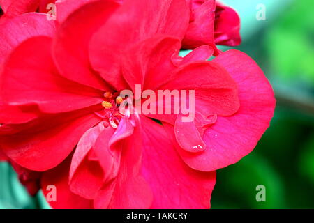 Geranio o Pelargonium è un genere di piante da fiore e piante perenni, piante grasse e arbusti, noto come gerani, pelargoniums o storksbills Foto Stock